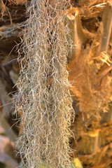 Unusual plant Tillandsia Usneoides or Spanish Moss. The Bromeliaceae Family