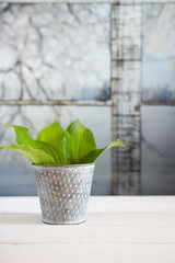 Green leaves of a plant in a pot on a window in winter, a symbol of spring, the awakening of life
