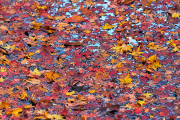  晩秋の水辺と落葉