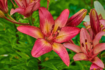 Obraz premium Summer lily flowers on a sunny day with raindrops in macro shot