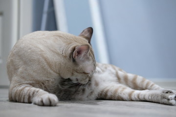 The cat licking hairy on the floor.