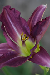 Obraz na płótnie Canvas lily purple