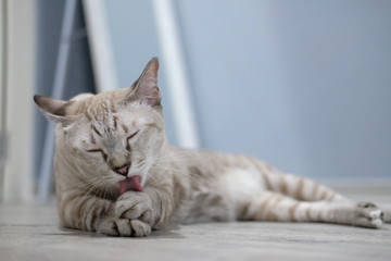 The cat licking hairy on the floor.