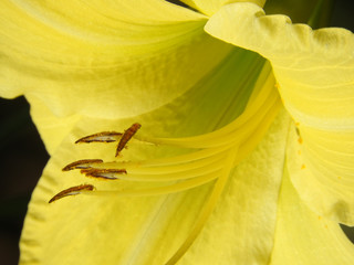 lily yellow