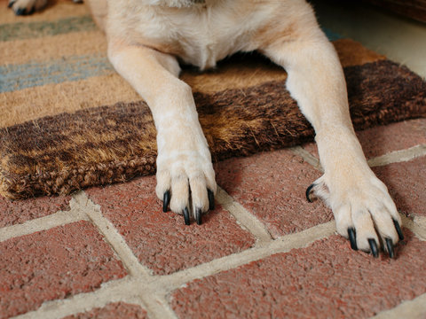 Senior mixed breed dog, lounging on front porch