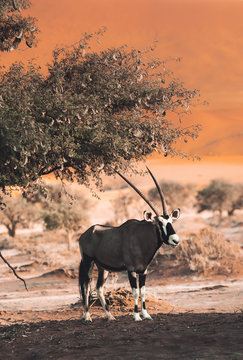 An Oryx antilope in Namib desert