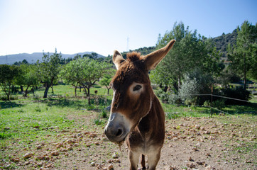 Majorca's donkey in a natural place