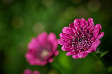 Purple-purple flower with raindrops