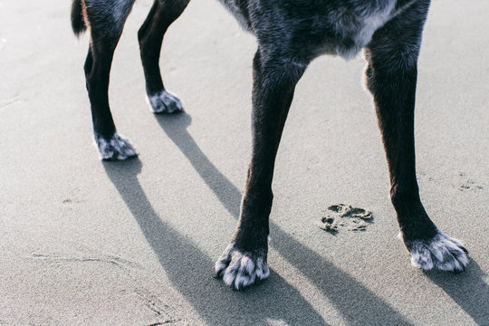 Detail of large, mixed breed dog standing on beach, focus on paws