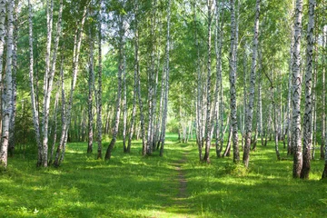 Printed roller blinds Birch grove Beautiful birch forest in summer