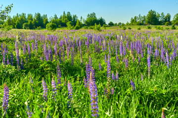 Purple summer lupine flowers in the meadow on a sunny day