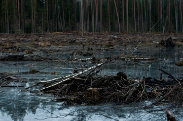 deforestation. residues from the forest. environmental disaster and problem