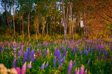 Purple summer lupine flowers on a green meadow in a forest at sunset