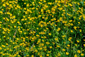 Colorful meadow flowers of green grass on a garden field