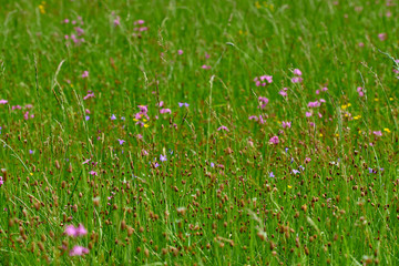 Colorful meadow flowers of green grass on a garden field