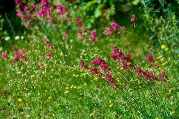 Colorful meadow flowers of green grass on a garden field