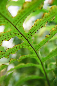 Fern with spores on the leaves