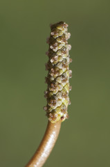 Potamogeton polyganifolius pondweed aquatic plant that sometimes covers the entire surface of streams and pond of backwaters
