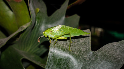 Green grasshopper
