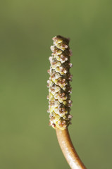 Potamogeton polyganifolius pondweed aquatic plant that sometimes covers the entire surface of streams and pond of backwaters