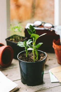 Broad Bean seedlings in a potting shed