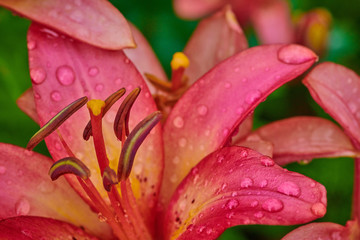 Summer lily flowers on a sunny day with raindrops in macro shot