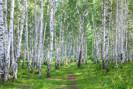 Beautiful birch forest in summer