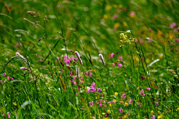 Fototapeta premium Colorful meadow flowers of green grass on a garden field