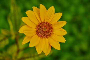 Yellow big daisy on a green background in macro