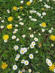 English daisies and dandelions