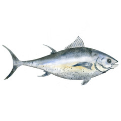 Watercolor tuna fish