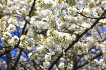 Frühlingserwachen