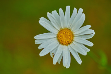 Obraz premium White big daisy on a green background in macro