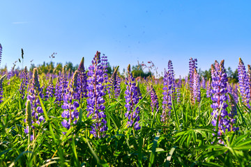 Purple summer lupine flowers in the meadow on a sunny day