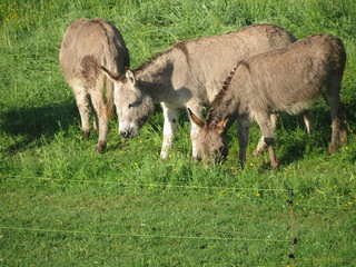 Three donkeys grazing