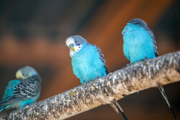 Colorful parrots in a cage at a zoo.