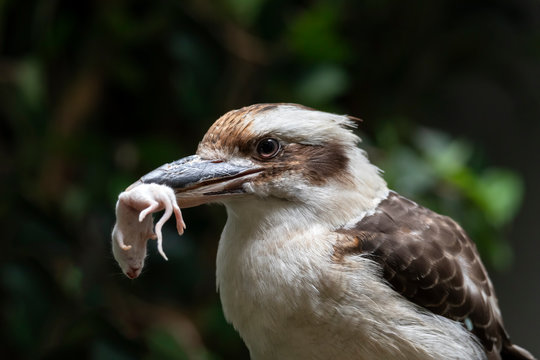 Laughing Kookaburra Bird Eating a Mouse