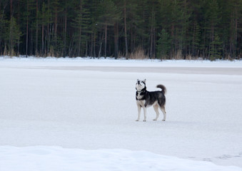 Fototapeta na wymiar Dog breed Siberian Husky standing on the frozen lake