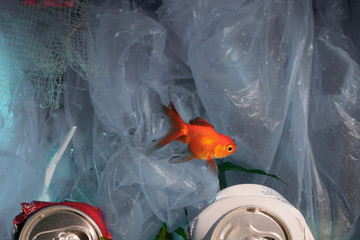 Tiny fish stuck in rubbish on bottom