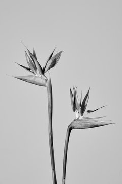Fresh exotic flower on stem