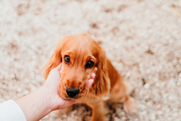 woman holding head of cute puppy cocker spaniel dog. love for animals concept