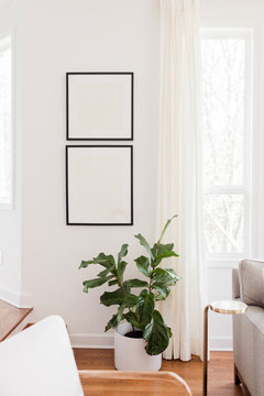 Fiddle Leaf Fig in Bright Contemporary Living Room