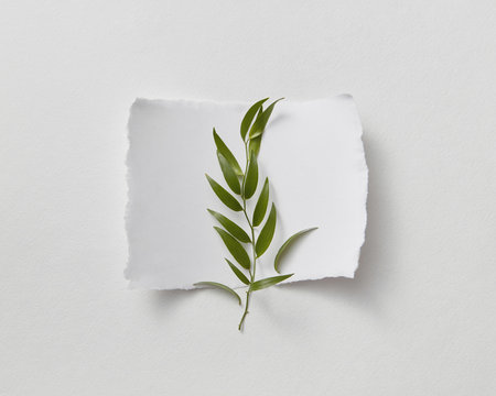 Empty sheet of paper decorated with green leaves and twig on gra