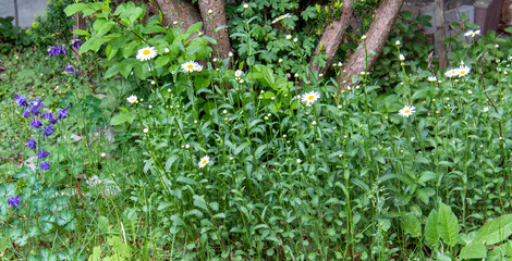 Die Margeriten im Sommer. (Leucanthemum)