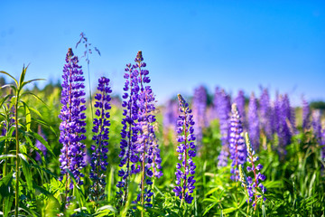 Purple summer lupine flowers in the meadow on a sunny day
