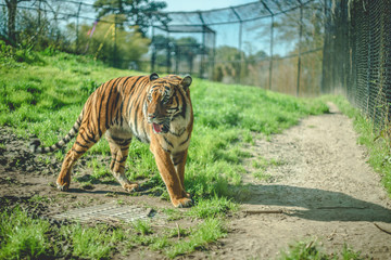 A tiger walking about the green grass inside its enclosure. - Powered by Adobe