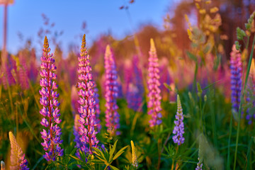 Purple summer lupine flowers on a green meadow in a forest at sunset