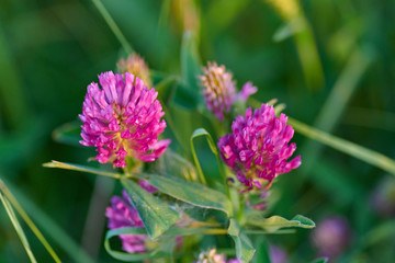 Colorful meadow flowers of green grass on a garden field