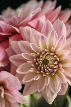 Close Up Of Beautiful Pastel Dahlia Flowers