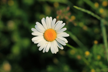 Fototapeta premium Daisy flower in grass